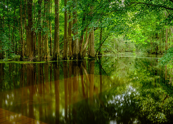 A very swollen Bennetts Creek at Merchants Millpond State Park in eastern North Carolina (not the boat dock submerged).