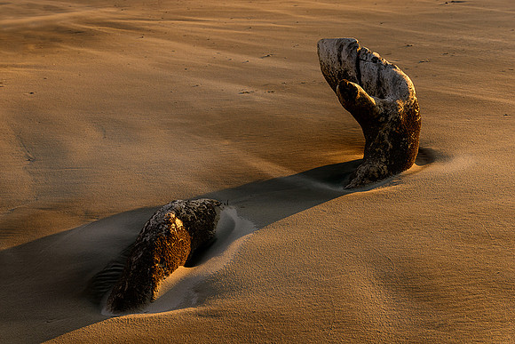 The root of an old maritime forest tree snakes its way through the sand; resembling an ancient sea serpent of folklore.