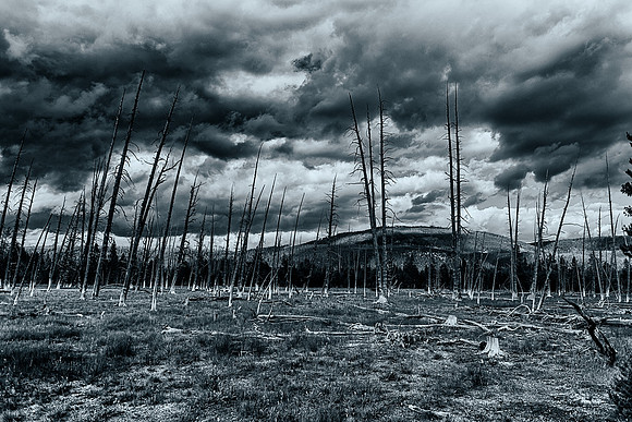 Dead lodgepole pines or "Bobbysoxers" in a meadow near Artists Paintpots in Yellowstone National Park.