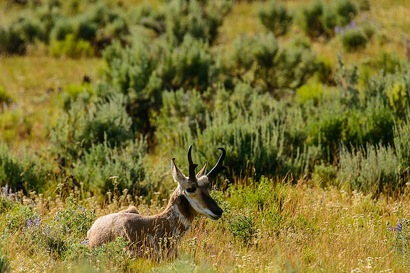Pronghorn resting in a meadow of the Lamar River Valley, Yellowstone National Park, WY.