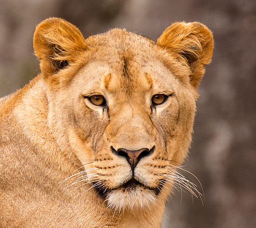 Telephoto shot of the lioness at North Carolina's state zoo. Luckily she looked straight into the camera for this photo.