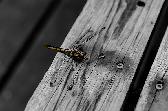 An interesting dragonfly spotted along a boardwalk while hiking through a preserve on Hilton Head Island, South Carolina.