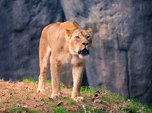 The lioness of the North Carolina state zoo roars with such a guttural force that you can see her blowing out spittle. She seemed to be showing off a bit for the small crowd that gathered.