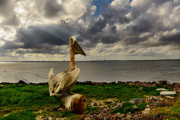 A pelican sits on a log on Fort Sumter overlooking the sound that is formed by the Wando, Cooper, and Ashley rivers in Charleston, South Carolina.