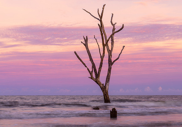 In June of 2017 this was the tallest and furthest standing ghost tree on Hunting Island. The hurricane season later not only knocked it down by washed it completely away.