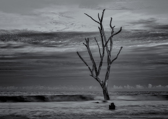 In June of 2017 this was the tallest and furthest standing ghost tree on Hunting Island. The hurricane season later not only knocked it down by washed it completely away. (B&W treatment)