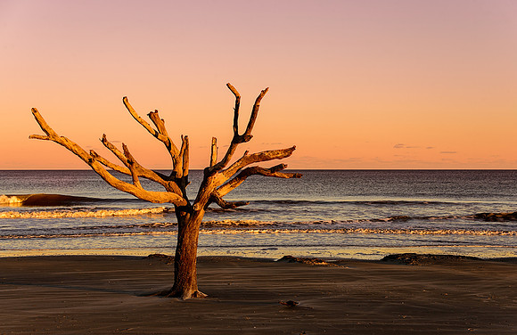 The last standing tree of the current ghost forest on Hunting Island - at least on the north end.