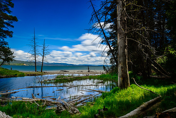 It was a really windy day on the north end of Yellowstone Lake when we visited. You really had to lean into the wind when you were exposed to the bare shore. Back among the trees the wind was reduced