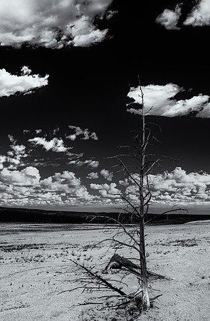 A lone pine overlooks the Lower Geyser Basin in Yellowstone National Park.