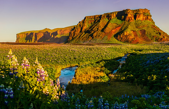 An outcrop of rock in the distance with Alaskan Lupine meadows in the foreground. Taken at sunset in south central Iceland.