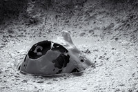 This particular mud pots shot reminds me of an illustration you might have found in the old Tom Swift novels of a futuristic moon base.