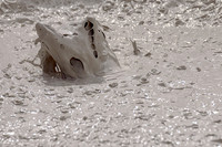 An abstract image at the mud pots near Artist's Paintpots in Yellowstone National Park. In this particular photo it slightly resembles a lemon shark breaking the surface with a catch in its mouth.