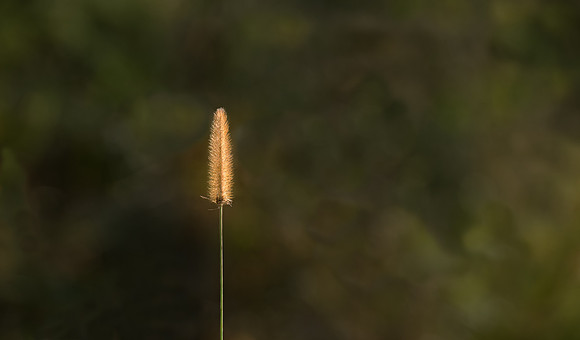 A lone spike of Timothy grass.