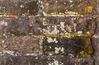 Several types of lichen growing on the ancient brick of the Great Wall.