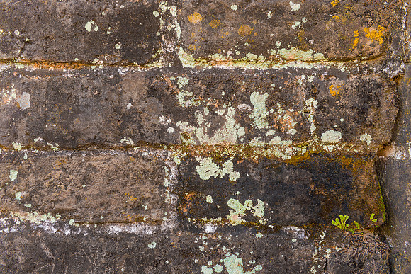 Several types of lichen growing on the ancient brick of the Great Wall.