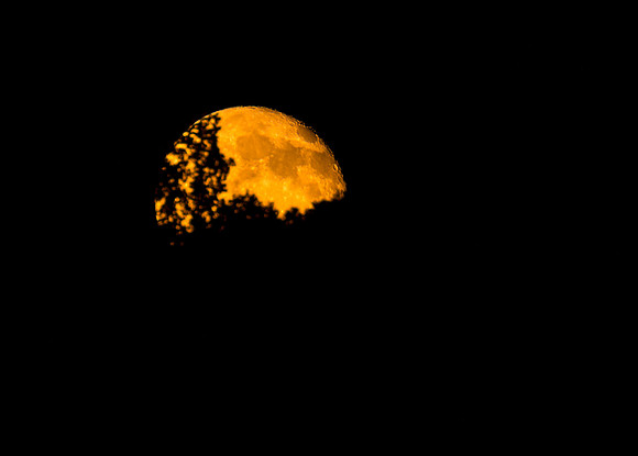 A harvest moon rising through the trees.