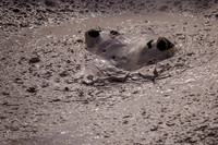Mudpots at Artists' Paintpots in Yellowstone National Park. This particular bubble appears like a hippo emerging from the mud.