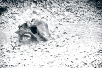 Another abstract image taken at mud pots near Artists' Paintpots in Yellowstone National Park. I could help be reminded of something from Walking Dead with this one.