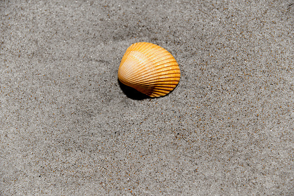 Just an isolated but perfect seashell on the beach.