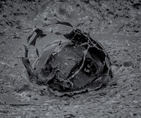 Another intriguing bubble in the mudpots at Yellowstone. Just to give you the idea of scale this buble is actually about the size of one of those cheap giant beachballs you see people batting around